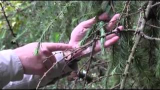 How to identify Phytophthora ramorum in the field [upl. by Greenes]