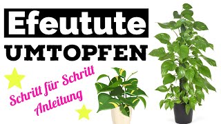 Efeutute umtopfen  Schritt für Schritt Anleitung [upl. by Nylecoj]