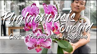 Phalaenopsis Orchid care propagation and rebloom [upl. by Eruza]