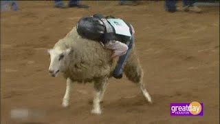 Mutton Bustin’ at The Houston Rodeo [upl. by Mead856]