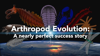 Arthropod Evolution A nearly perfect success story [upl. by Lieno589]