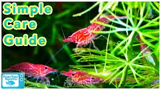 Cherry Shrimp Care and Breeding Neocaridina Species Profile [upl. by Ayatal]