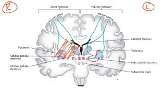 Basal Ganglia amp Dopaminergic Pathways for the USMLE Step 1 [upl. by Tacita]