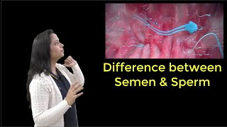 How Is SPERM Different From SEMEN [upl. by Manus305]