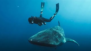 L’Odyssée des monstres marins  Documentaire [upl. by Scibert]