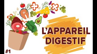 LAppareil Digestif  Santé 1  SVT Collège  Mathrix [upl. by Douglass]