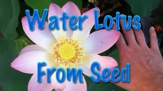 Starting Water Lotus from Seed [upl. by Idnem]