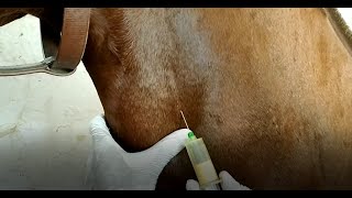 Vet Basics ll Blood collection and Serum separation in Horse [upl. by Schonfield]