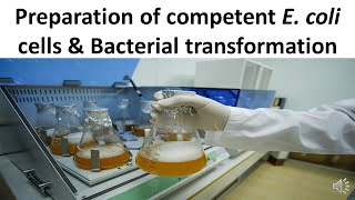 Preparation of competent E coli cells amp Bacterial transformation [upl. by Eisenstark]