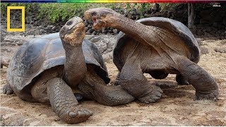 National Geographic  Turtle vs Tortoise  BBC Documentary [upl. by Friday]