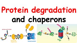 Protein degradation and chaperones [upl. by Sven]