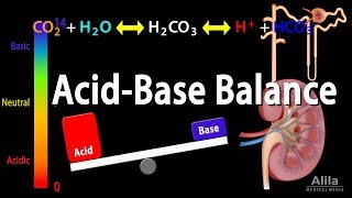 Acid Base Balance Animation [upl. by Fleurette]