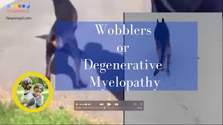 Wobblers Syndrome or Degenerative Myelopathy in Dogs Ataxia Symptoms and Treatment [upl. by Shurwood]