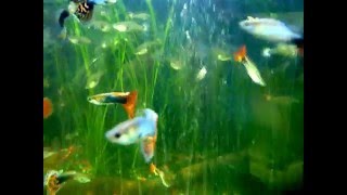 Fancy Guppy Show Guppy Fish Guppies Poecilia reticulata [upl. by Aehtela]