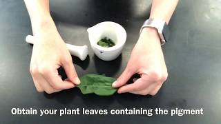 29 Separation of Photosynthetic Pigments by Chromatography Practical 4 [upl. by Eemak]