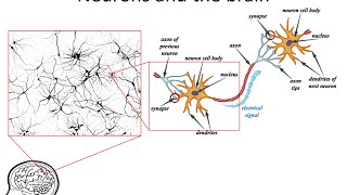 Neural Networks 3 axons dendrites synapses [upl. by Nevin]