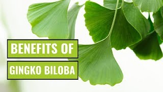 5 Possible Benefits of Ginkgo Biloba [upl. by Aluk]