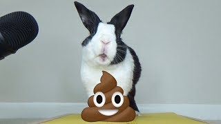 Rabbit eating poop ASMR [upl. by Aimit402]