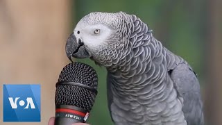 Talking Parrot  VOANews [upl. by Ahsinwad326]