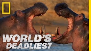 Hippo vs Hippo  Worlds Deadliest [upl. by Huxley426]