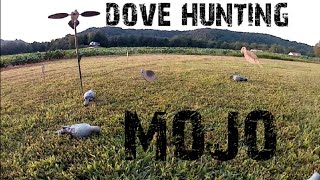 Dove hunting decoys and tips [upl. by Shedd570]