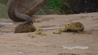 Baby Elephant Eats Pp [upl. by Paley633]