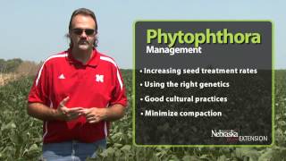 Phytophthora Root and Stem Rot Management [upl. by Anileh]