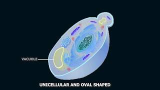 Structure of Yeast [upl. by Guinna491]