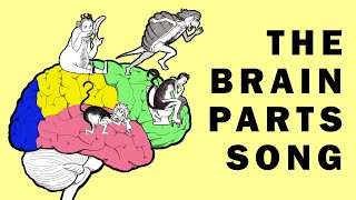 Parts of the Brain Song [upl. by Dyun490]