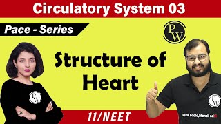 Circulatory System 03  Structure of Heart  Class 11  NEET [upl. by Aidne]