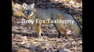 Grey Fox Taxidermy Part 1  Introduction and Skinning [upl. by Juieta503]