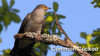 Cuckoo Bird Song and Pictures  Common Cuckoo [upl. by Weston280]