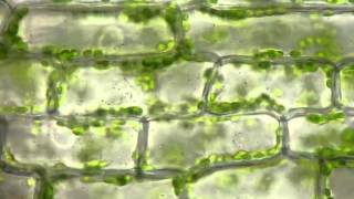 Cyclosis of chloroplasts in Elodea canadensis [upl. by Alvan]