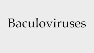 How to Pronounce Baculoviruses [upl. by Grogan]