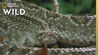 The Cascabel Rattlesnake  Worlds Deadliest Snakes [upl. by Htiderem]