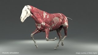 Weta Digital Horse FEM Simulation [upl. by Furgeson]