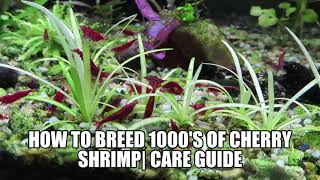 How To breed 1000s Of Cherry Shrimp Care Guide And Tips For Breeding For Profit [upl. by Muncey]