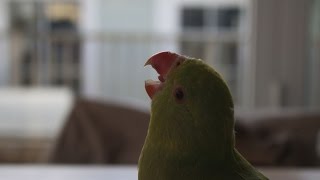 Parrot Indian Ringneck parakeet callScreeching [upl. by Nnaasil]