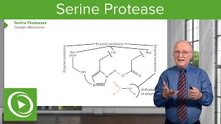 Serine Protease Background amp Catalytic Mechanism – Biochemistry  Lecturio [upl. by Ankeny]