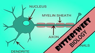 Action Potential Explained  The Neuron [upl. by Ahseinet884]