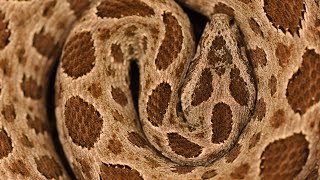 Snakes of Komodo national park Russells Viper and Lesser Sunda Pit Viper [upl. by Dnob]