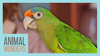 Parrot Care Basics  Compilation [upl. by Elstan778]