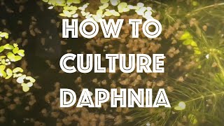 How To Culture Daphnia Magna [upl. by Jeggar]