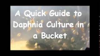 How to culture daphnia outside [upl. by Yelekreb]