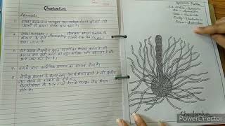 Botany practical file Bsc 1st year [upl. by Anelleh594]