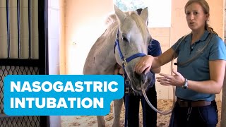 Equine Training Nasogastric Intubation [upl. by Benedikta]