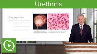 Urethritis Definition amp Pathology – Infectious Diseases  Lecturio [upl. by Celesta608]