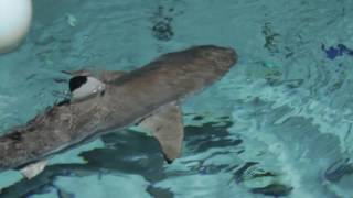 Shark Week Feeding Blacktip Reef Sharks [upl. by Geno]