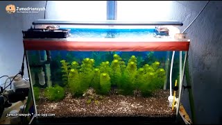 Aquascape Limnophila AquaticaAmbulia RaksasaGiant Ambulia Part1 [upl. by Jessabell]