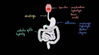 À la découverte du tube digestif [upl. by Aciras845]